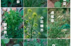 我国植物图谱数据库,植物物种信息的宝库