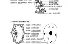 c言语结构体初始化