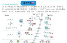 甲基化数据库,表观遗传学研讨的强壮东西